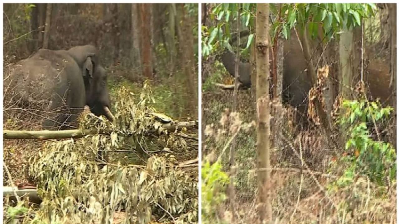 റേഡിയോ കോളർ എത്താൻ സമയമെടുക്കും; അരിക്കൊമ്പൻ ദൗത്യം ഈസ്റ്ററിന് ശേഷം മതിയെന്ന് ധാരണ 