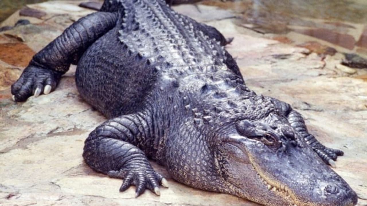 കാണാതായ രണ്ട് വയസുകാരന്‍റെ മൃതദേഹം ചീങ്കണ്ണിയുടെ വായില്‍ നിന്ന് പിടിച്ചെടുത്തു...