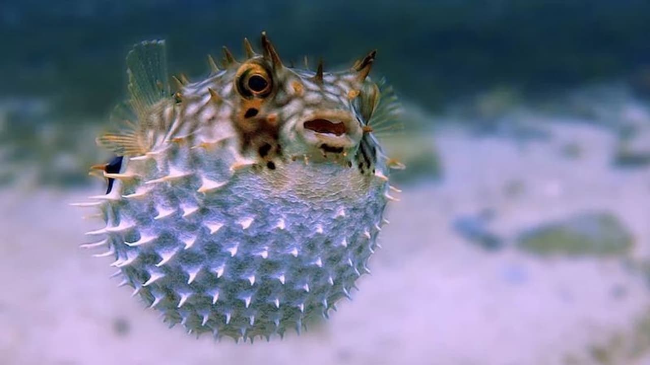 மீன் உணவு பிரியர்களுக்கு எச்சரிக்கை! இந்த மீனைச் சாப்பிடும் முன் கொஞ்சம் யோசிங்க!