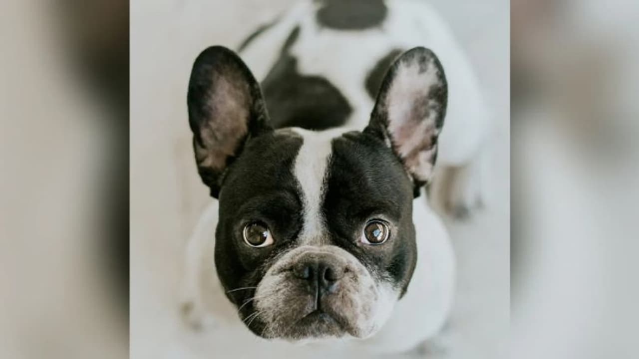 കാണാതായ വളര്‍ത്തുനായയെ കണ്ടുപിടിച്ച് കൊടുത്താല്‍ 1.64ലക്ഷം സമ്മാനം!