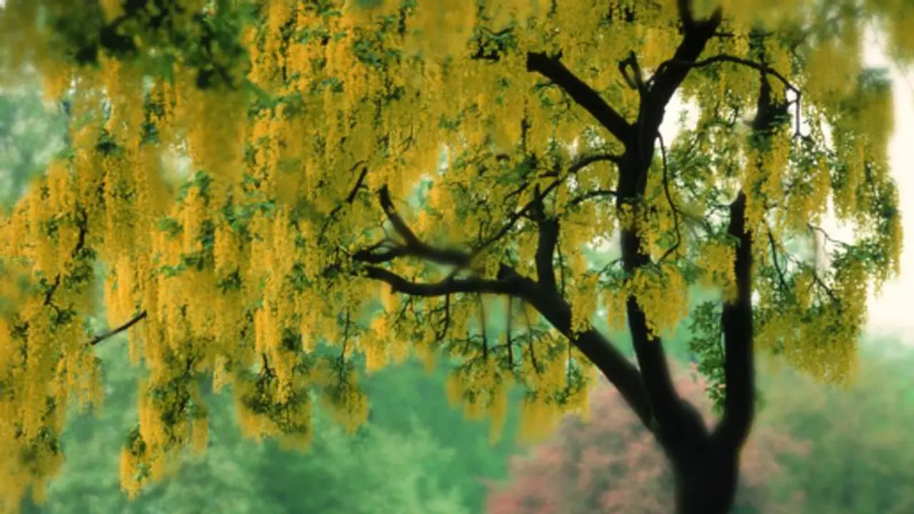 സസ്യങ്ങള്‍ക്ക് വികാരവും ശബ്ദിക്കാനുള്ള ശേഷിയുമുണ്ടെന്ന് പുതിയ പഠനം 