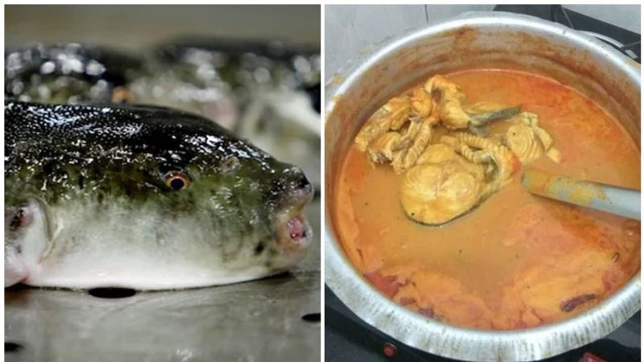 Puffer Fish: ಮೀನುಸಾರು ತಿಂದು ಪತ್ನಿ ಸಾವು, ಗಂಡ ಕೋಮಾದಲ್ಲಿ! Puffer Fish: ಮೀನುಸಾರು ತಿಂದು ಪತ್ನಿ ಸಾವು, ಗಂಡ ಕೋಮಾದಲ್ಲಿ!