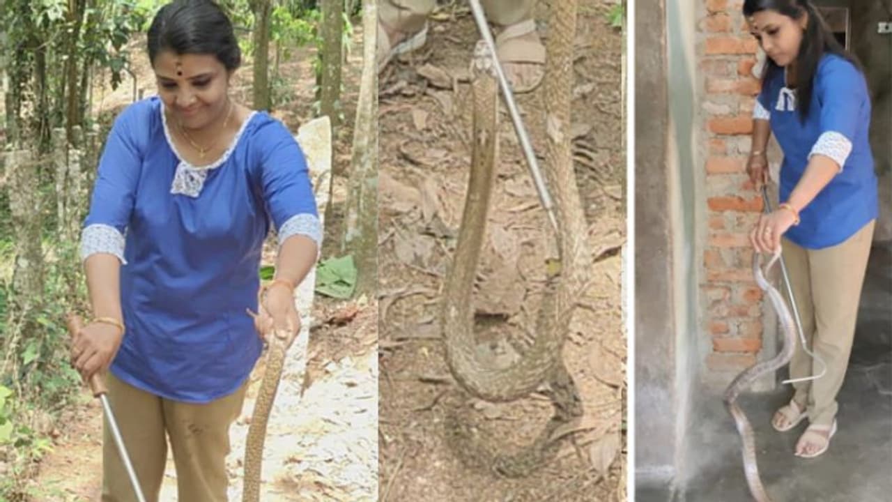 കിണറ്റിൽ, പാഴ് വസ്തുക്കൾ കൂട്ടിയിട്ടിടത്ത്, വീടിനകത്ത്; കണ്ടെത്തിയത് രാജവെമ്പാലയും മൂര്ഖനുമടങ്ങുന്ന പാമ്പുകളെ കിണറ്റിൽ, പാഴ് വസ്തുക്കൾ കൂട്ടിയിട്ടിടത്ത്, വീടിനകത്ത്; കണ്ടെത്തിയത് രാജവെമ്പാലയും മൂര്ഖനുമടങ്ങുന്ന പാമ്പുകളെ