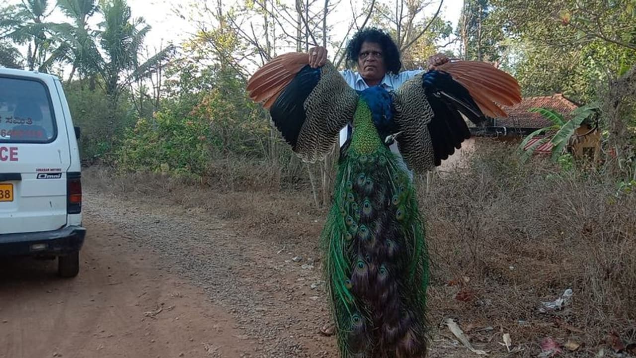 ಕರೆಂಟ್‌ ಶಾಕ್‌ ಹೊಡೆದು ನವಿಲು ಸಾವು: ಸಾವನ್ನಪ್ಪಿದ ಪ್ರಾಣಿ, ಪಕ್ಷಿಗಳ ಅಂತ್ಯಕ್ರಿಯೆ ಮಾಡಬೇಡಿ ಎಂದ ಸರ್ಕಾರ.!