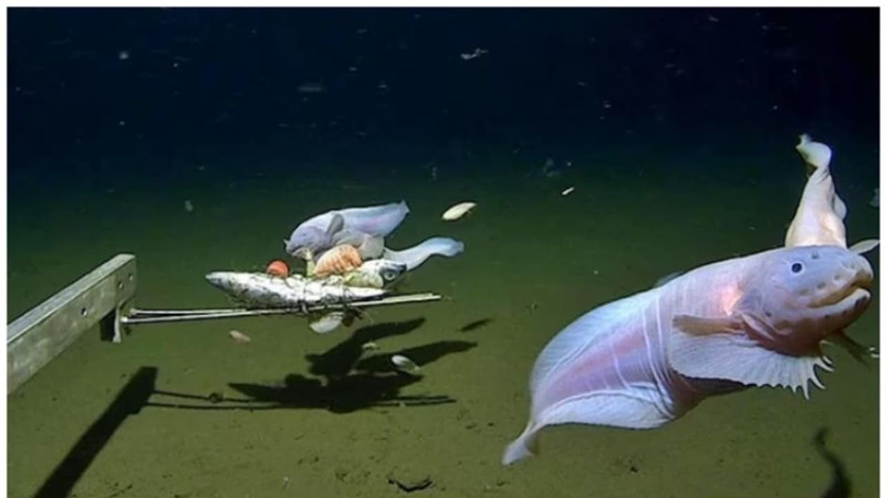 'കടലിന്‍റെ ആഴങ്ങളില്‍'; ഏവറസ്റ്റ് മുങ്ങുന്ന ഗര്‍ത്തത്തില്‍ മത്സ്യത്തെ കണ്ടെത്തിയെന്ന് ശാസ്ത്രജ്ഞര്‍ 