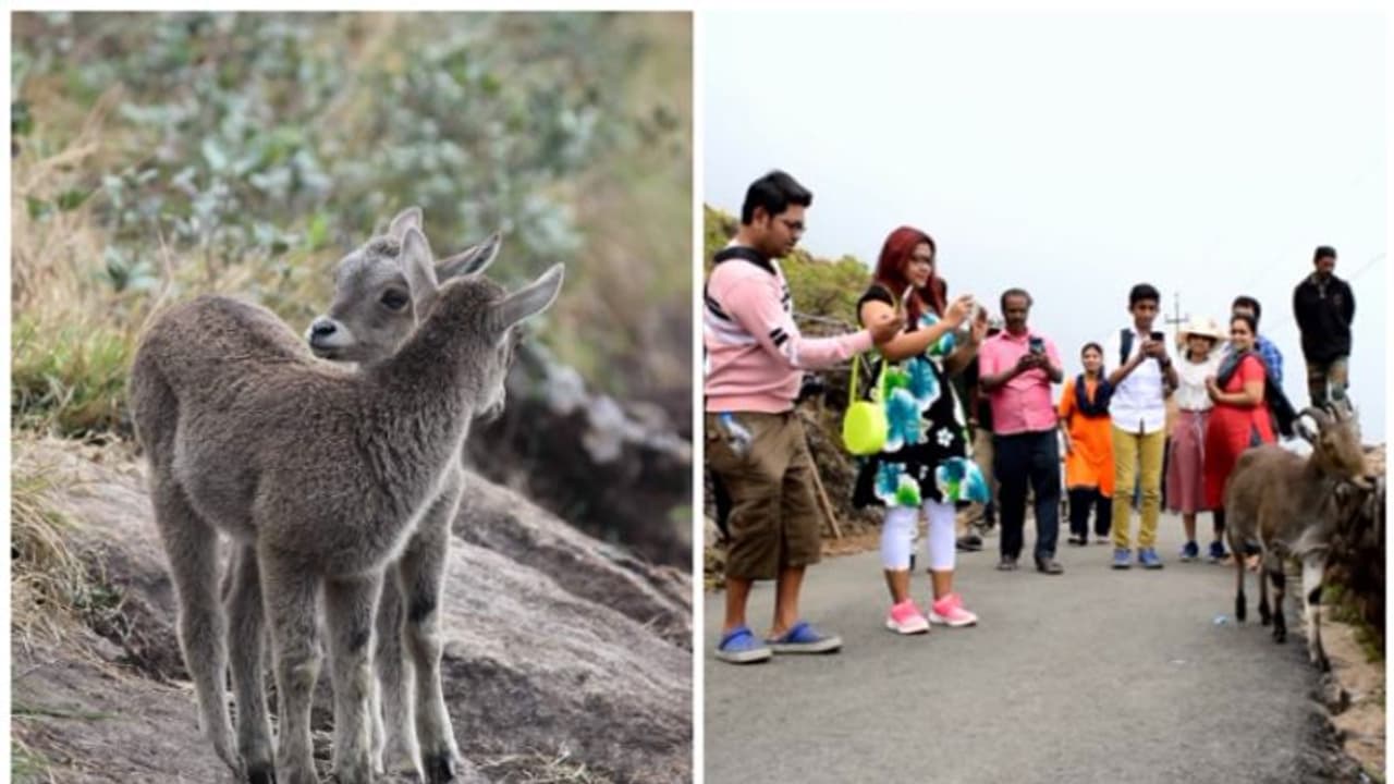 ഇരവികുളം ദേശീയോദ്യാനം തുറന്നു; വരയാടുകളെ കാണാൻ സന്ദർശകപ്രവാഹം