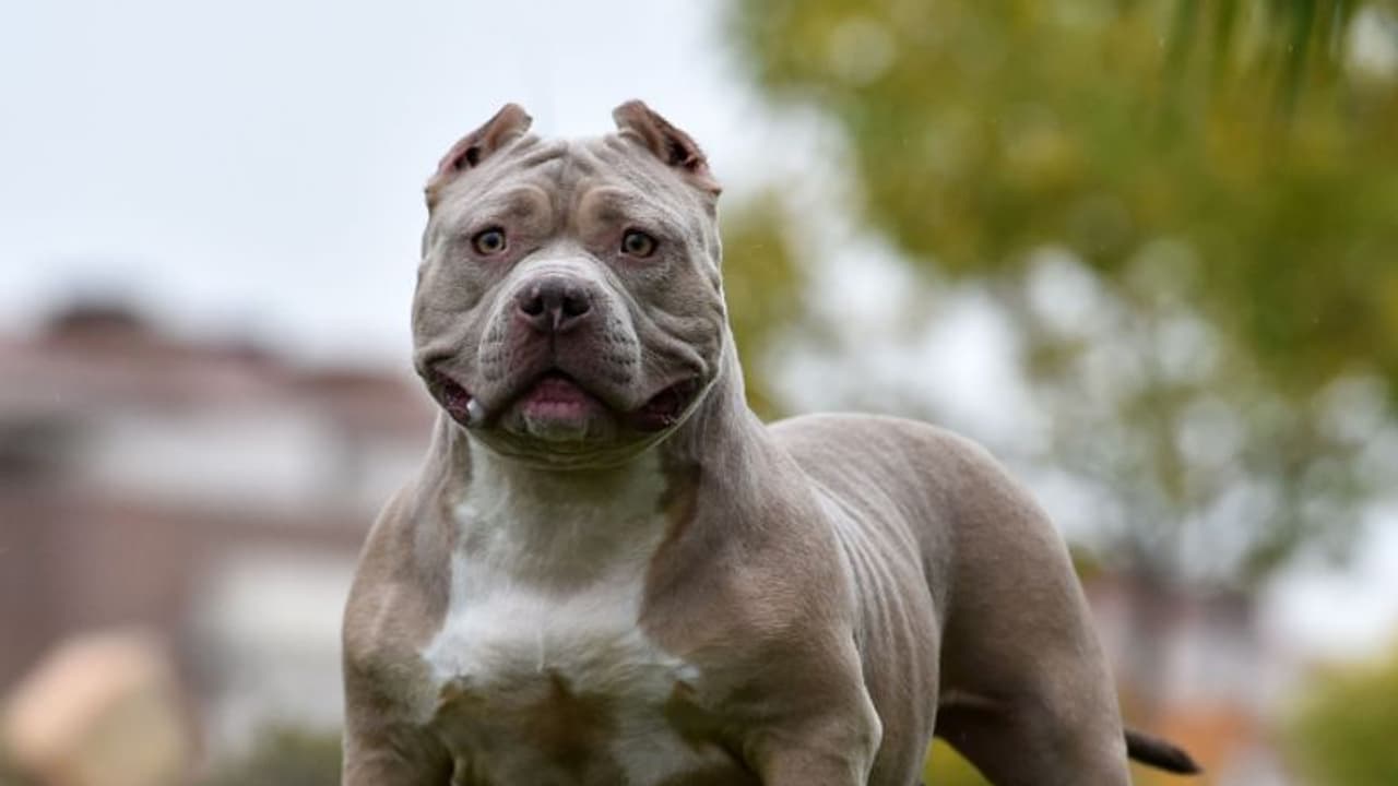 അയല്വാസിയുടെ ടെറസില് കയറിയ 17 കാരിയെ അമേരിക്കന് ബുള്ളി കടിച്ചു, കേസെടുത്ത് പൊലീസ് അയല്വാസിയുടെ ടെറസില് കയറിയ 17 കാരിയെ അമേരിക്കന് ബുള്ളി കടിച്ചു, കേസെടുത്ത് പൊലീസ്