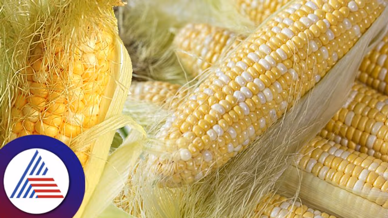 Healthy Food : ಸ್ವೀಟ್ ಕಾರ್ನ್ ನಾರನ್ನ ಎಸೀಬೇಡಿ, ಅದ್ರಲ್ಲೂ ಇದೆ ಔಷಧಿ ಗುಣ