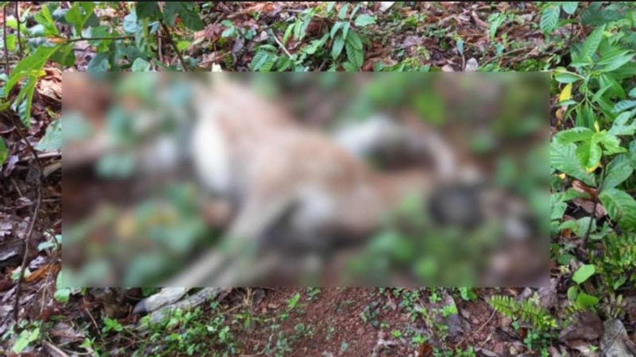 ആലപ്പുഴയിൽ പുള്ളിമാനിനെ ചത്ത നിലയിൽ കണ്ടെത്തി, പോസ്റ്റ്മോർട്ടത്തിൽ കണ്ടെത്തിയ മരണകാരണം വയറിലെ പ്ലാസ്റ്റിക്ക് ആലപ്പുഴയിൽ പുള്ളിമാനിനെ ചത്ത നിലയിൽ കണ്ടെത്തി, പോസ്റ്റ്മോർട്ടത്തിൽ കണ്ടെത്തിയ മരണകാരണം വയറിലെ പ്ലാസ്റ്റിക്ക്