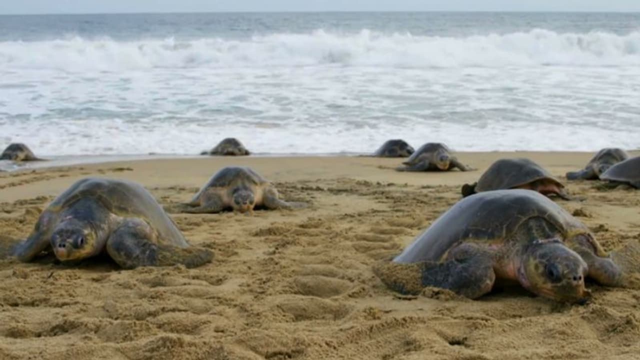 വര്ഷം തോറും വിരിഞ്ഞിറങ്ങുന്നത് പതിനായിരക്കണക്കിന് കടലാമകള്, സീര്കാഴിയില് ഇത്തവണ വിരിഞ്ഞത് 'ഒലിവ് റിഡ്ലി' വര്ഷം തോറും വിരിഞ്ഞിറങ്ങുന്നത് പതിനായിരക്കണക്കിന് കടലാമകള്, സീര്കാഴിയില് ഇത്തവണ വിരിഞ്ഞത് 'ഒലിവ് റിഡ്ലി'