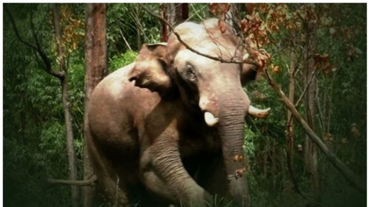 അരിക്കൊമ്പൻ വിഷയം: വിദഗ്ദ്ധ സമിതി സർക്കാരിന് റിപ്പോർട്ട് നൽകി