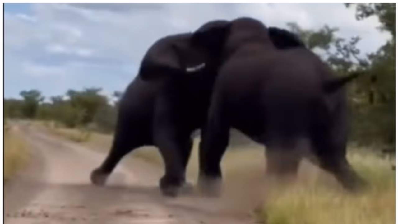 ആനപ്പോര്; രണ്ട് ആഫ്രിക്കന് കൊമ്പന്മാരുടെ തീ പാറും പോരാട്ടത്തിന്റെ വീഡിയോ ! ആനപ്പോര്; രണ്ട് ആഫ്രിക്കന് കൊമ്പന്മാരുടെ തീ പാറും പോരാട്ടത്തിന്റെ വീഡിയോ !