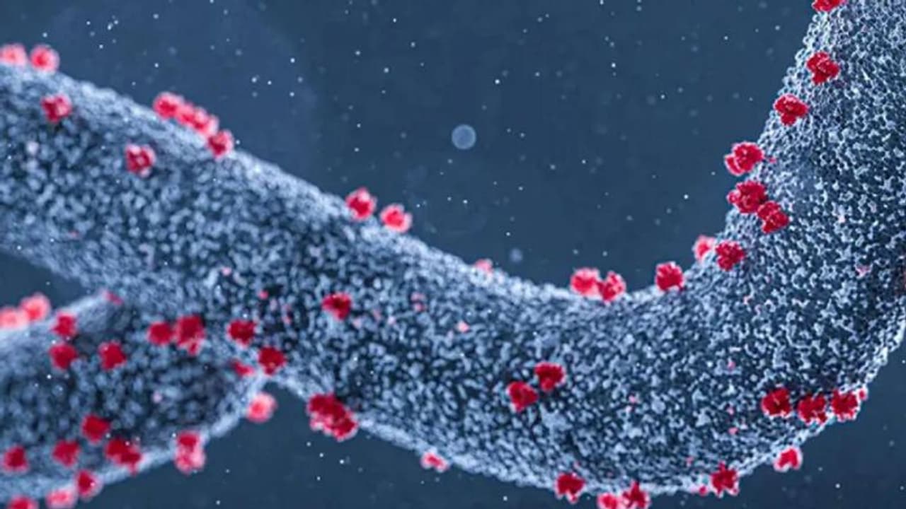 മാര്‍ബര്‍ഗ് വൈറസ്; ക്വാറന്റീൻ നിര്‍ദേശങ്ങള്‍ നല്‍കി യുഎഇ; അറിയാം ഈ ലക്ഷണങ്ങള്‍...