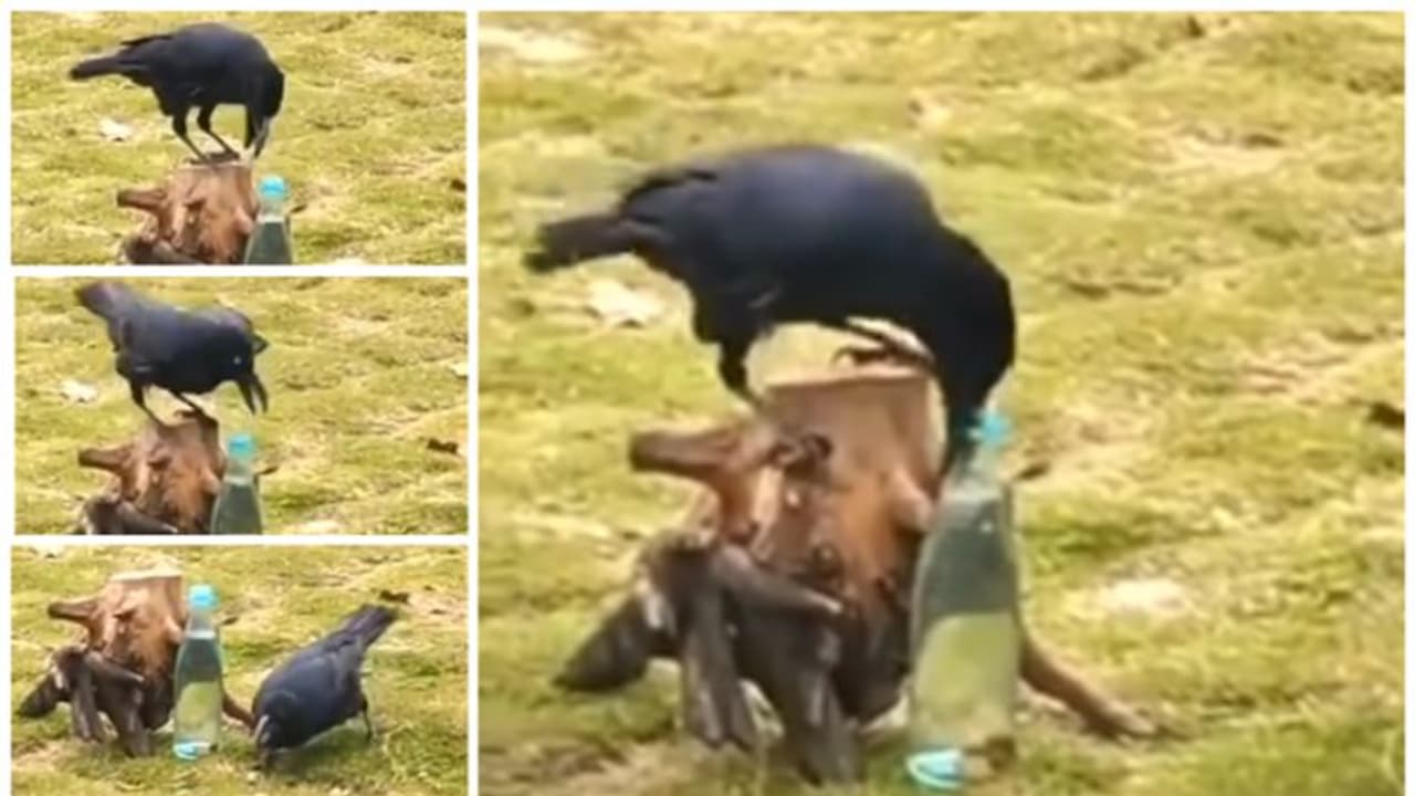 ദാഹിച്ച് കുടത്തിലെ വെള്ളം കുടിക്കാന്‍ ശ്രമിച്ച കാക്കയുടെ കഥ ഓര്‍മ്മയുണ്ടോ? എങ്കില്‍ കാണൂ