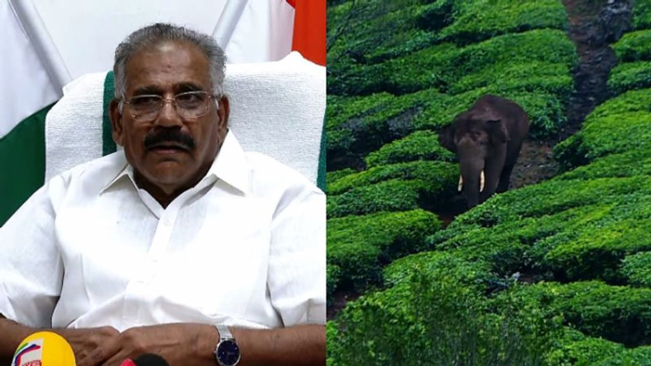 പിടിതരാതെ അരിക്കൊമ്പൻ, ദൗത്യത്തിൽ നിന്ന് പിന്മാറില്ലെന്ന് വനം മന്ത്രി പിടിതരാതെ അരിക്കൊമ്പൻ, ദൗത്യത്തിൽ നിന്ന് പിന്മാറില്ലെന്ന് വനം മന്ത്രി