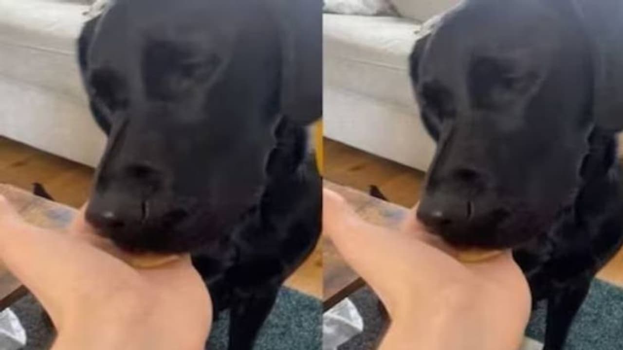 വളർത്തുനായയ്ക്ക് 'ഒരുകോടി രൂപ'യുടെ ചിപ്സ് കഴിക്കാൻ നൽകി ഉടമ, പിന്നിലെ കഥ... വളർത്തുനായയ്ക്ക് 'ഒരുകോടി രൂപ'യുടെ ചിപ്സ് കഴിക്കാൻ നൽകി ഉടമ, പിന്നിലെ കഥ...