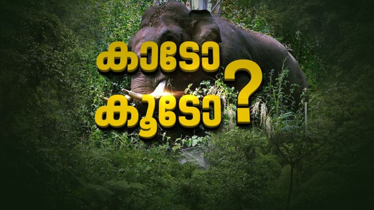 അരിക്കൊമ്പനെ കൊണ്ടുവരരുതെന്ന് നെന്മാറ എംഎൽഎ; നാളെ പറമ്പിക്കുളത്ത് പ്രതിഷേധം