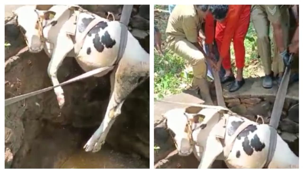 കിണറ്റില് വീണ പശുവിനെ രക്ഷപ്പെടുത്തി ഫയര്ഫോഴ്സ് കിണറ്റില് വീണ പശുവിനെ രക്ഷപ്പെടുത്തി ഫയര്ഫോഴ്സ്
