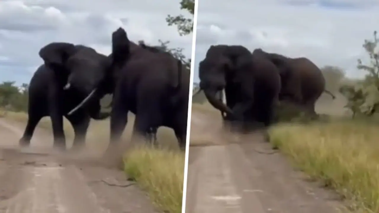 WATCH: Video of two elephants ferociously fighting with each other shocks netizens WATCH: Video of two elephants ferociously fighting with each other shocks netizens