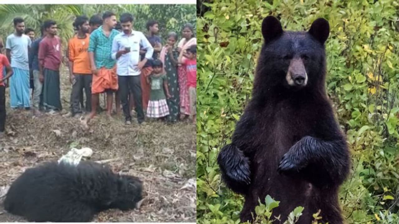 വയനാട്ടില് ജനവാസമേഖലയോട് ചേര്ന്ന തോട്ടത്തില് കരടി ചത്ത നിലയില് വയനാട്ടില് ജനവാസമേഖലയോട് ചേര്ന്ന തോട്ടത്തില് കരടി ചത്ത നിലയില്