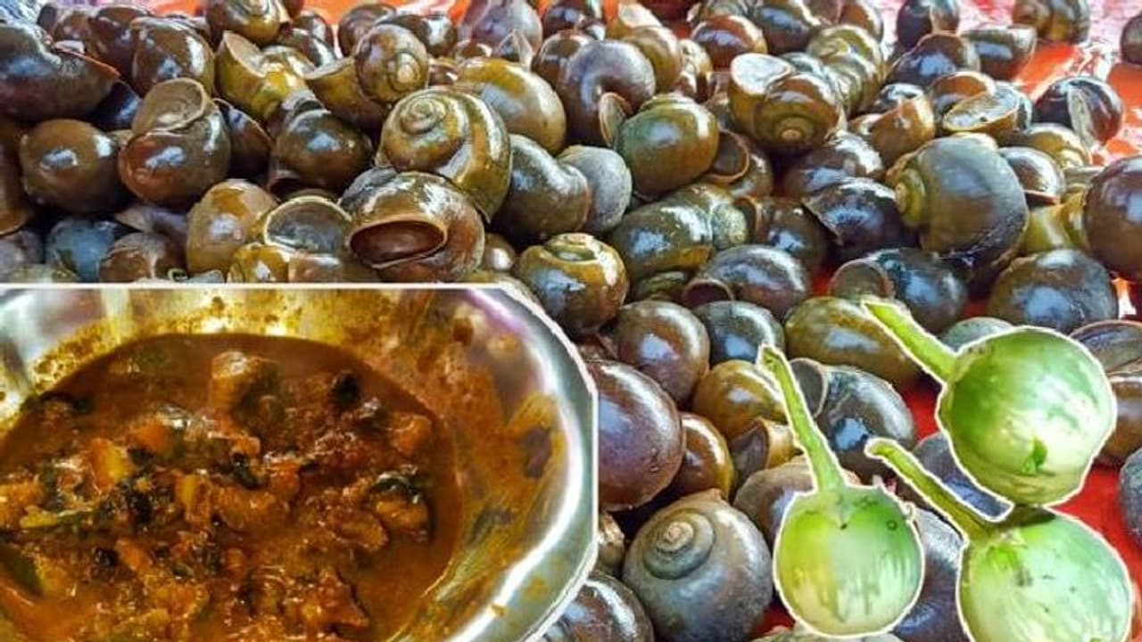 തരംഗമായി ആന്ധ്രപ്രദേശിലെ ഒച്ചുകറി; ധാരാളം ഔഷധഗുണങ്ങൾ ഉള്ളതെന്ന് പ്രദേശവാസികൾ