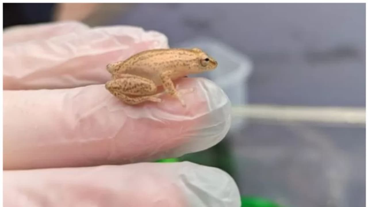 ഇത്തിരികുഞ്ഞന്‍, ഇംഗ്ലണ്ടിലെത്തിയത് 3,000 കി.മി പിന്നിട്ട്; കണ്ടെത്തിയതാകട്ടെ നേന്ത്രപ്പഴത്തിലും 