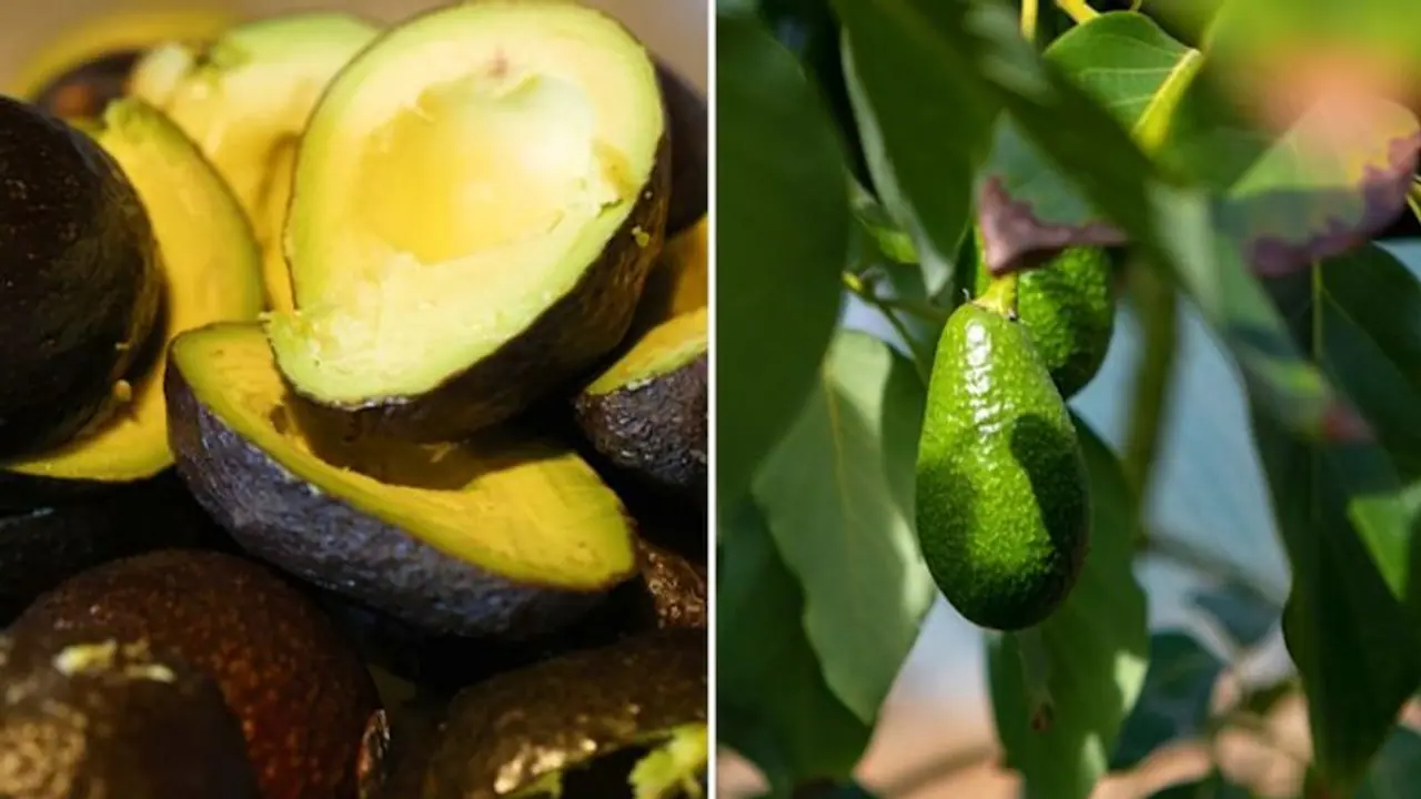 Blood Pressure to Losing Weight: 5 health benefits of Avocado Blood Pressure to Losing Weight: 5 health benefits of Avocado