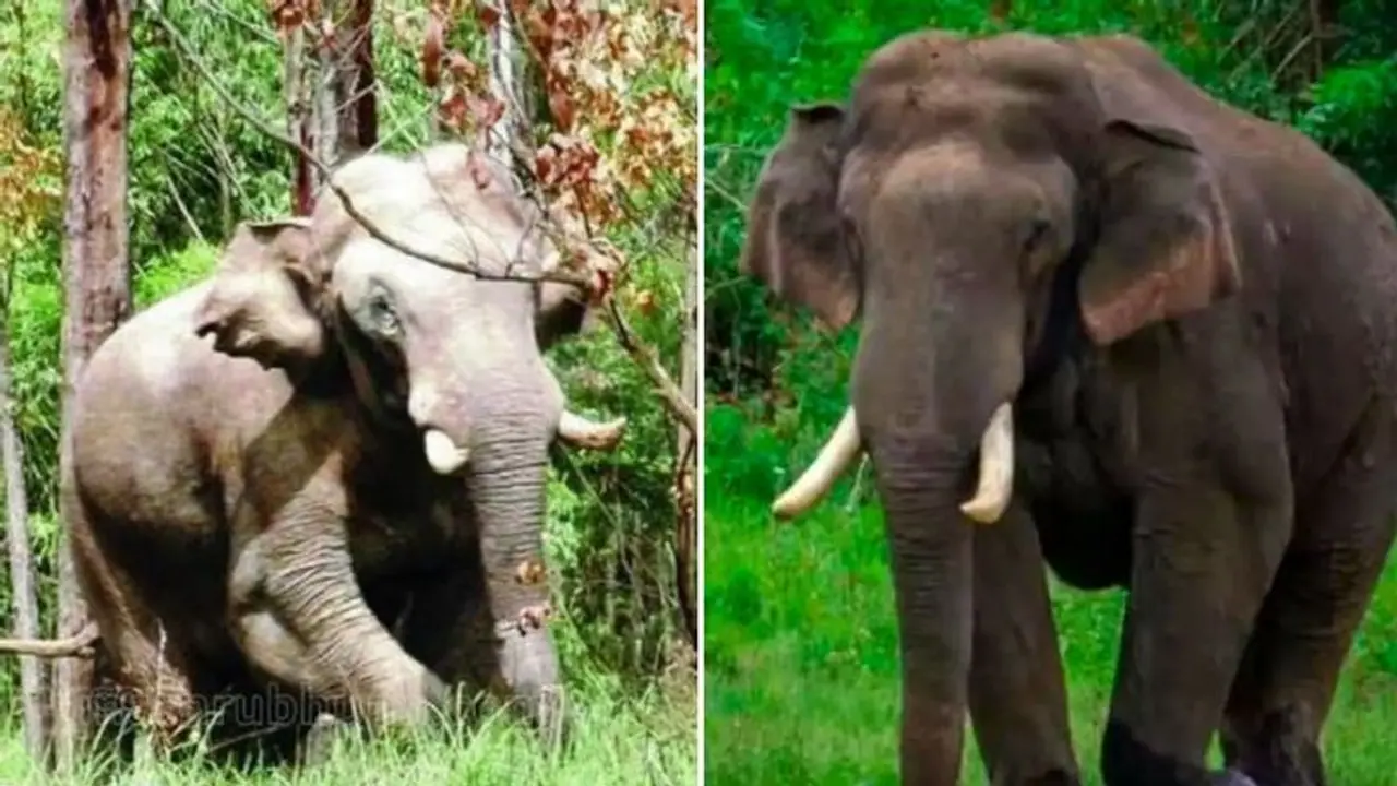 காட்டுக்குள்ள “அரிகொம்பன்” இறங்கிட்டான்.. கண்ணுல பட்ட எல்லாமே காலி.. பயத்தில் உறைந்த கிராம மக்கள் காட்டுக்குள்ள “அரிகொம்பன்” இறங்கிட்டான்.. கண்ணுல பட்ட எல்லாமே காலி.. பயத்தில் உறைந்த கிராம மக்கள்