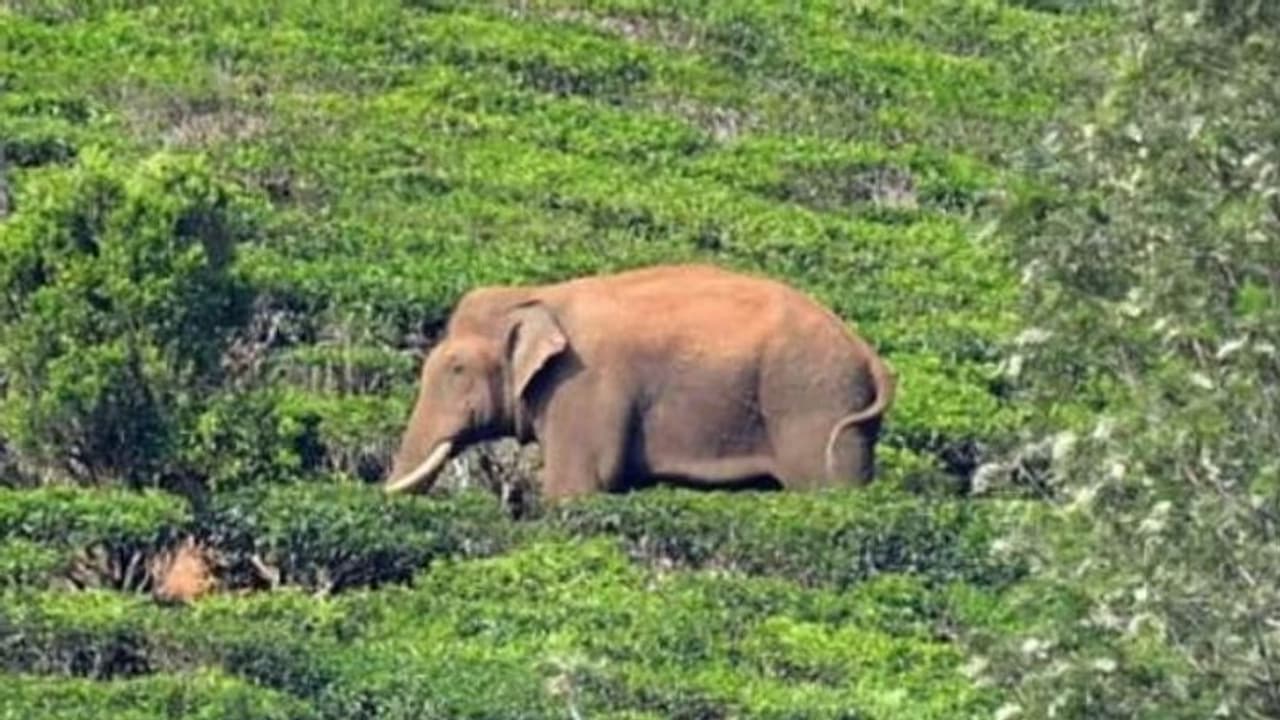 'ഡയറ്റ്' മാറ്റി അരിക്കൊമ്പൻ ഇപ്പോൾ പ്രിയം പുല്ലും ഇലയുമെന്ന് തമിഴ്നാട് വനംവകുപ്പ് 'ഡയറ്റ്' മാറ്റി അരിക്കൊമ്പൻ ഇപ്പോൾ പ്രിയം പുല്ലും ഇലയുമെന്ന് തമിഴ്നാട് വനംവകുപ്പ്