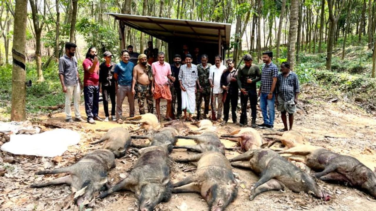 പെറ്റുപെരുകി കാട്ടുപന്നികൾ, വ്യാപക കൃഷി നാശം, പൊറുതി മുട്ടി ജനം; മലപ്പുറത്ത് 13 പന്നികളെ വെടിവെച്ചുകൊന്നു പെറ്റുപെരുകി കാട്ടുപന്നികൾ, വ്യാപക കൃഷി നാശം, പൊറുതി മുട്ടി ജനം; മലപ്പുറത്ത് 13 പന്നികളെ വെടിവെച്ചുകൊന്നു