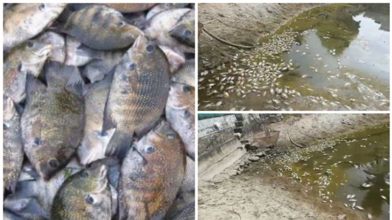 വിൽപ്പനയ്ക്ക് ദിവസങ്ങൾ മാത്രം, 500 കിലോയോളം കരിമീൻ കുളത്തിൽ ചത്തനിലയിൽ വിൽപ്പനയ്ക്ക് ദിവസങ്ങൾ മാത്രം, 500 കിലോയോളം കരിമീൻ കുളത്തിൽ ചത്തനിലയിൽ