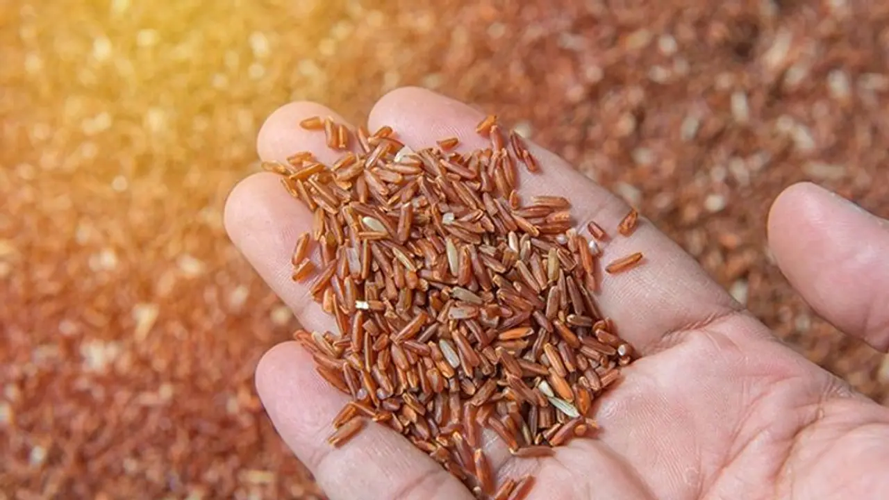 ஆண்கள் அவசியம் சாப்பிட வேண்டிய அரிசி.. அதுவும் திருமணத்திற்கு தயாராகும் ஆண்கள் கண்டிப்பாக சாப்பிடணும்..! ஏன்? ஆண்கள் அவசியம் சாப்பிட வேண்டிய அரிசி.. அதுவும் திருமணத்திற்கு தயாராகும் ஆண்கள் கண்டிப்பாக சாப்பிடணும்..! ஏன்?