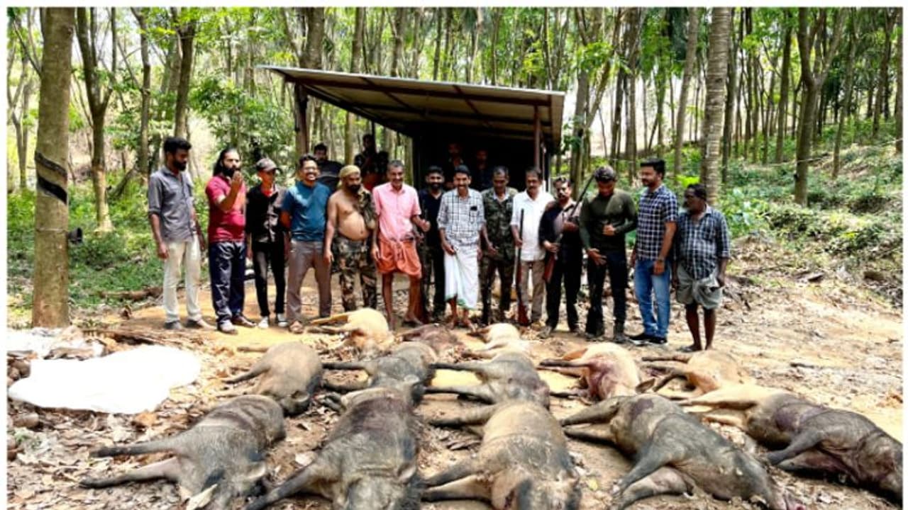 കാരാട് കുഴിച്ചില് കോളനിയിൽ 13 പന്നികളെ വെടിവെച്ചുകൊന്നു; കൊന്നത് പതിമൂന്നോളം വേട്ട നായ്ക്കളെ ഉപയോഗിച്ച് കാരാട് കുഴിച്ചില് കോളനിയിൽ 13 പന്നികളെ വെടിവെച്ചുകൊന്നു; കൊന്നത് പതിമൂന്നോളം വേട്ട നായ്ക്കളെ ഉപയോഗിച്ച്