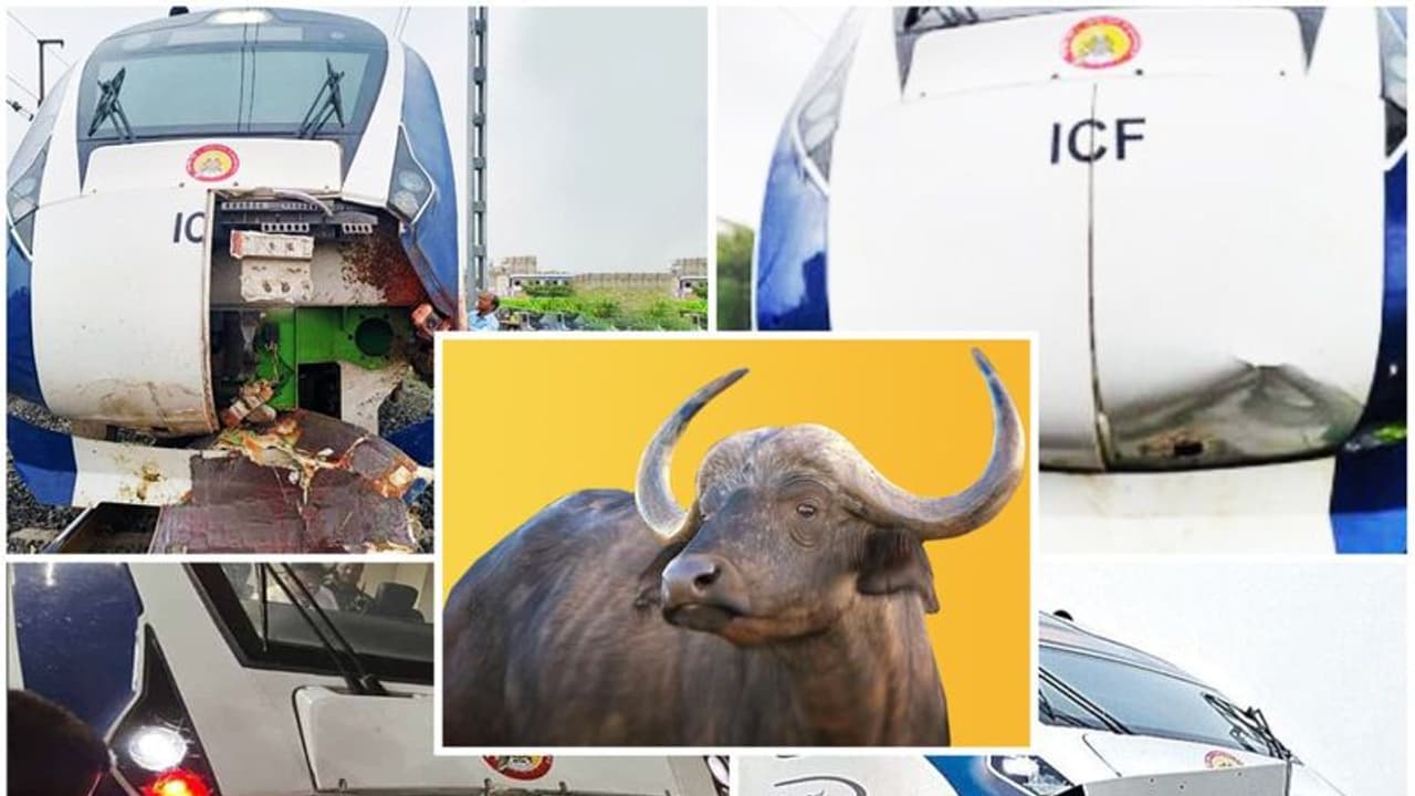 'గేదెలు.. ప్లీజ్.. వందే భారత్ రైలు వైపు వెళ్లొద్దు.. మోడీ కొత్త రైలు ప్రారంభిస్తున్నారు..' 'గేదెలు.. ప్లీజ్.. వందే భారత్ రైలు వైపు వెళ్లొద్దు.. మోడీ కొత్త రైలు ప్రారంభిస్తున్నారు..'