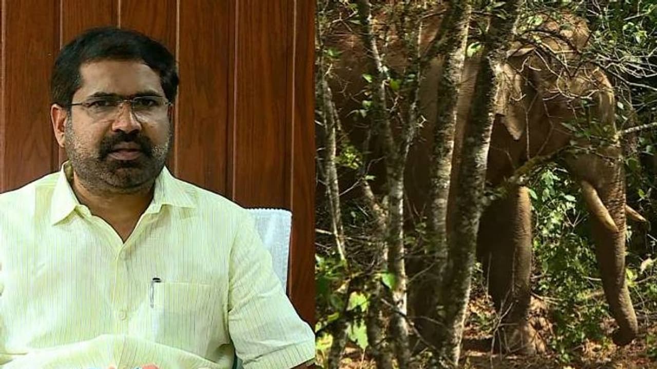 അരിക്കൊമ്പനെ മാറ്റുന്നതിനെതിരെ പ്രതിഷേധം സംഘടിപ്പിക്കുമെന്ന് ചാലക്കുടി എംഎൽഎ