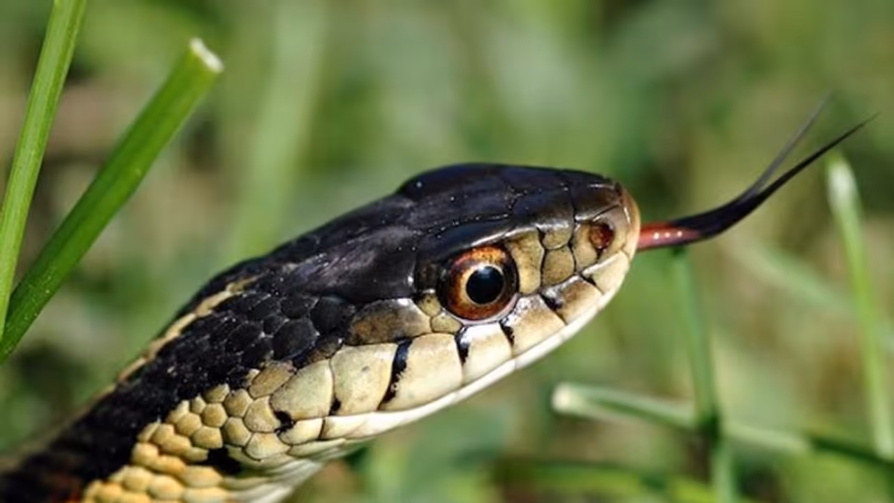 ಮಲ ವಿಸರ್ಜನೆ ಮಾಡುವಾಗ ಹಾವು ದೇಹ ಹೊಕ್ಕಿದೆ ಎಂದ, ಅಷ್ಟಕ್ಕೂ ಏನಾಗಿದೆ ಅಂದ್ರು ಡಾಕ್ಟರ್? 