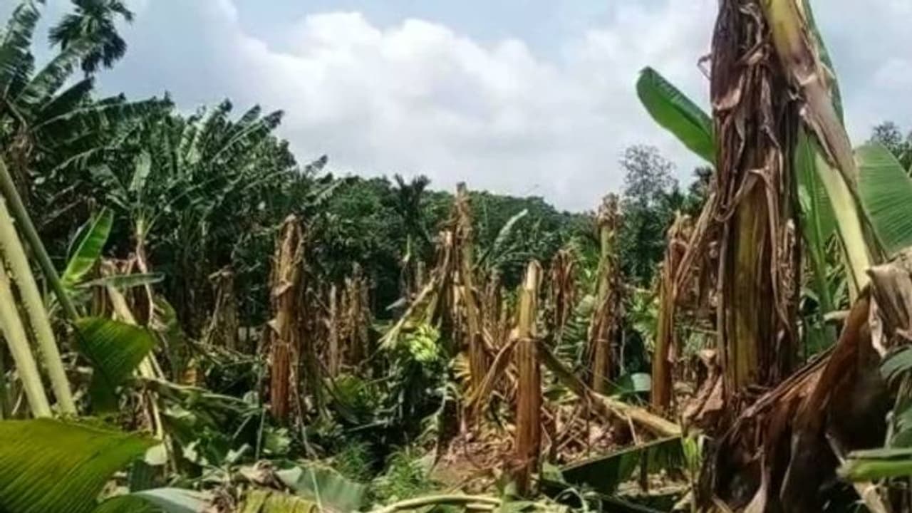 വേനൽ മഴയ്ക്കൊപ്പം ശക്തമായി വീശിയടിച്ച് കാറ്റും; കൊല്ലം ജില്ലയിൽ വ്യാപക കൃഷി നാശം വേനൽ മഴയ്ക്കൊപ്പം ശക്തമായി വീശിയടിച്ച് കാറ്റും; കൊല്ലം ജില്ലയിൽ വ്യാപക കൃഷി നാശം