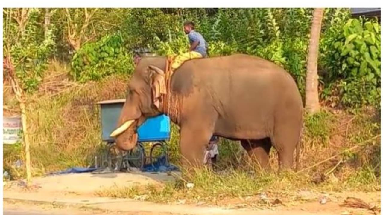 ദേശീയപാതയിൽ ഇടഞ്ഞ കൊമ്പൻ ലോറിക്ക് കുത്തി, കൊമ്പൊടിഞ്ഞു 