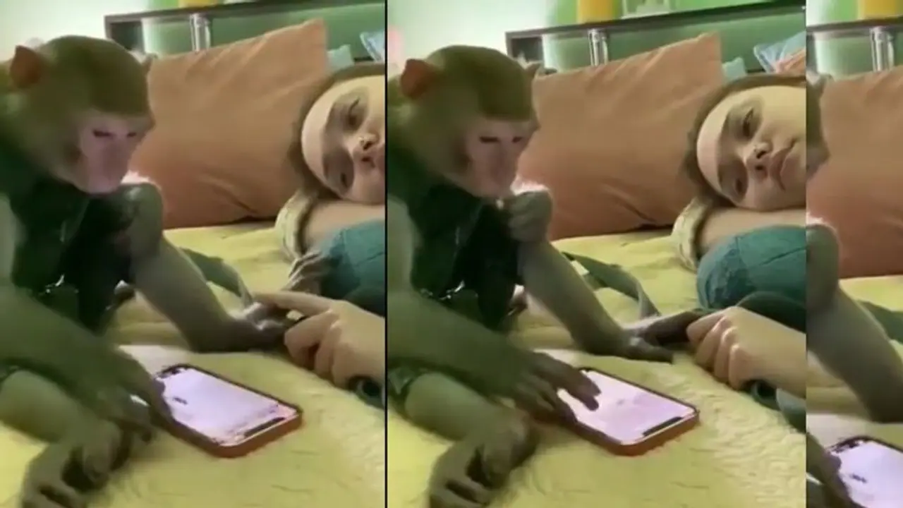 ಕೋತಿಗೂ ಶೋಕಿ... ಕುರುಕುಲು ತಿಂದ್ಕೊಂಡು ಇನ್ಸ್ಟಾಗ್ರಾಮ್‌ ನೋಡುವ ಕಪಿ