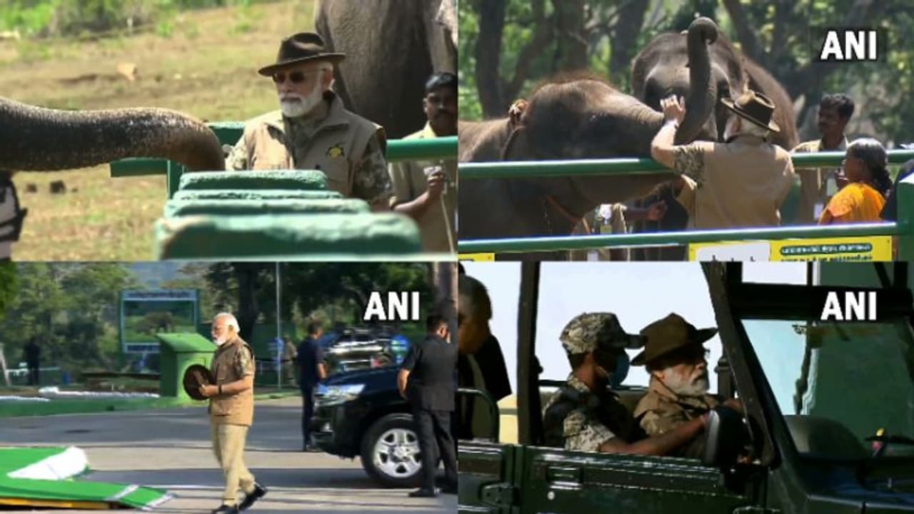 ബന്ദിപ്പൂർ കടുവാസങ്കേതത്തിൽ ടൈഗർ സഫാരി നടത്തി മോദി,'എലഫെന്റ് വിസ്പറേഴ്സി'ലെ ബൊമ്മനും ബെല്ലിയുമായി കൂടിക്കാഴ്ച ബന്ദിപ്പൂർ കടുവാസങ്കേതത്തിൽ ടൈഗർ സഫാരി നടത്തി മോദി,'എലഫെന്റ് വിസ്പറേഴ്സി'ലെ ബൊമ്മനും ബെല്ലിയുമായി കൂടിക്കാഴ്ച