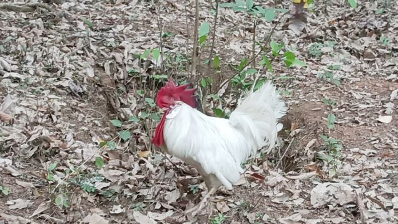 'വെറും പൂവന്കോഴി, പക്ഷേ കാവൽക്കാരനാണ്'; അപരിചതരെ വെറുതെ വിടില്ല, കൊത്തിയോടിക്കും 'വെറും പൂവന്കോഴി, പക്ഷേ കാവൽക്കാരനാണ്'; അപരിചതരെ വെറുതെ വിടില്ല, കൊത്തിയോടിക്കും