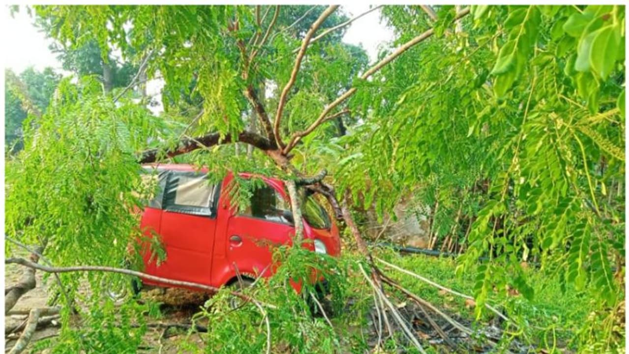 കാറ്റും മഴയും; കുട്ടനാട്ടിൽ വ്യാപക നാശനഷ്ടം കാറ്റും മഴയും; കുട്ടനാട്ടിൽ വ്യാപക നാശനഷ്ടം