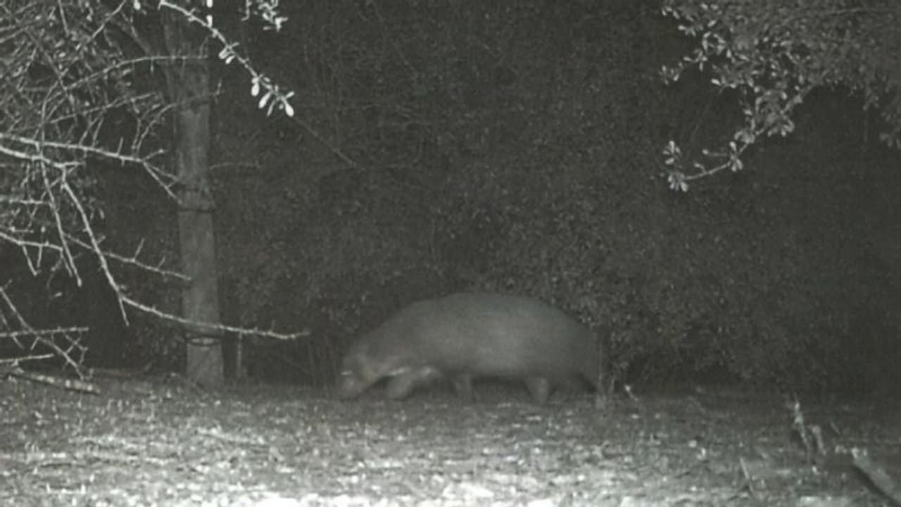 ക്യാമറയില് പതിഞ്ഞ വിചിത്രജീവി; എന്താണെന്ന് കണ്ടെത്താമോയെന്ന് അധികൃതര് ക്യാമറയില് പതിഞ്ഞ വിചിത്രജീവി; എന്താണെന്ന് കണ്ടെത്താമോയെന്ന് അധികൃതര്