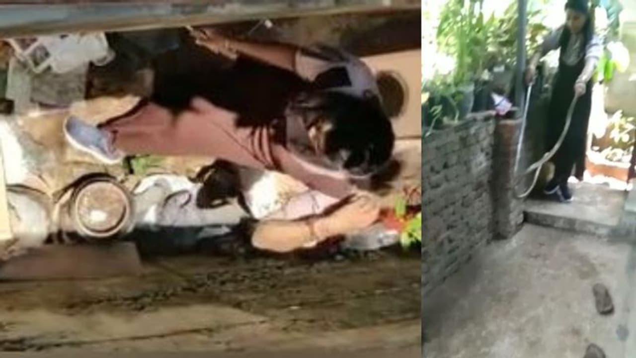 കളിച്ചുകൊണ്ടിരുന്ന ഏഴ് വയസുകാരന് മുന്നിൽ പത്തിവിടര്ത്തി മൂര്ഖൻ, പിടികൂടി വനംവകുപ്പ് ആർആര്ടി കളിച്ചുകൊണ്ടിരുന്ന ഏഴ് വയസുകാരന് മുന്നിൽ പത്തിവിടര്ത്തി മൂര്ഖൻ, പിടികൂടി വനംവകുപ്പ് ആർആര്ടി