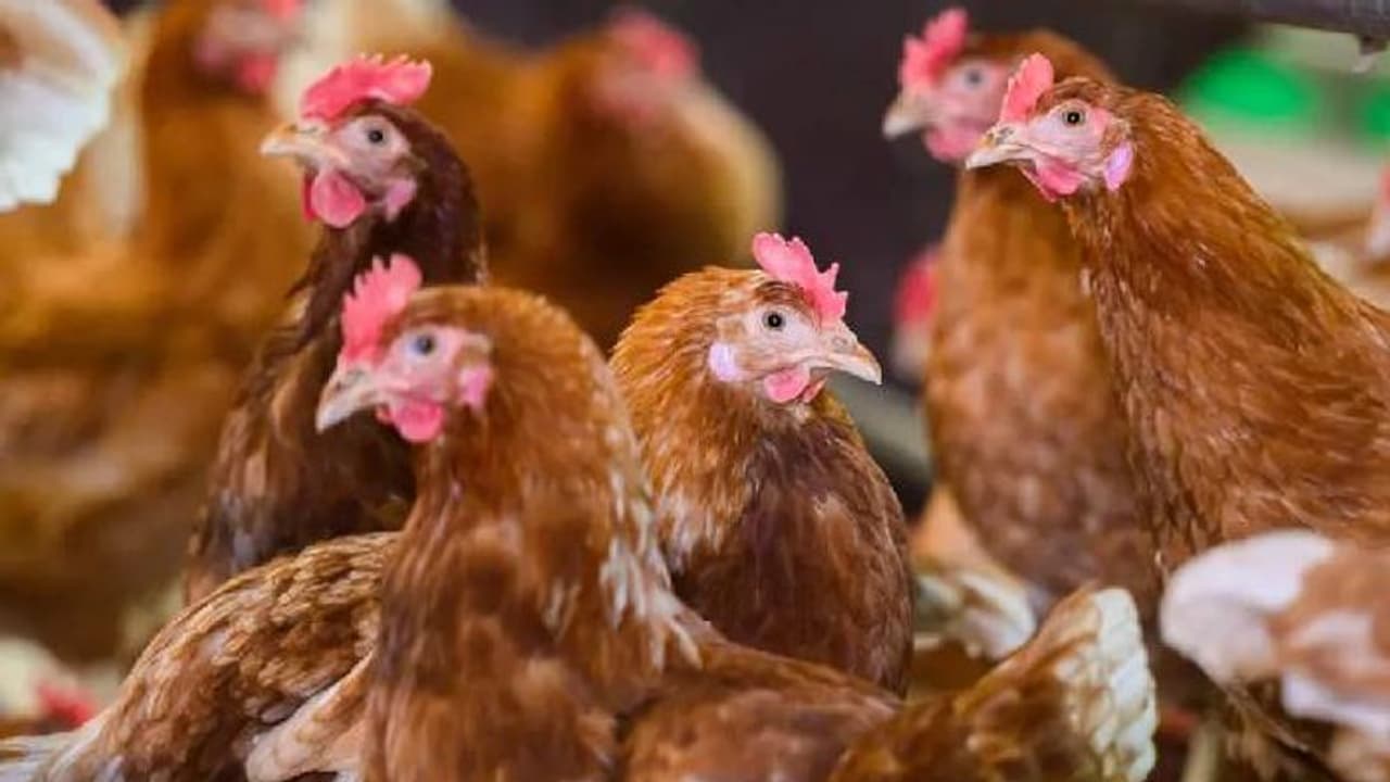 അയൽക്കാരന്റെ കോഴികളെ 'പേടിപ്പിച്ച്' കൊല്ലാൻ നോക്കി, യുവാവിന് തടവുശിക്ഷ അയൽക്കാരന്റെ കോഴികളെ 'പേടിപ്പിച്ച്' കൊല്ലാൻ നോക്കി, യുവാവിന് തടവുശിക്ഷ