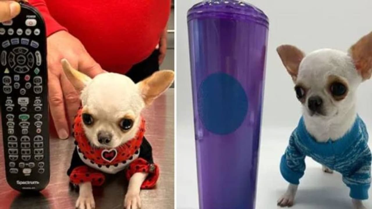 ലോകത്തിലെ ഏറ്റവും കുഞ്ഞുനായ, ഒരു ടിവി റിമോട്ടിനേക്കാളും ചെറുത്!