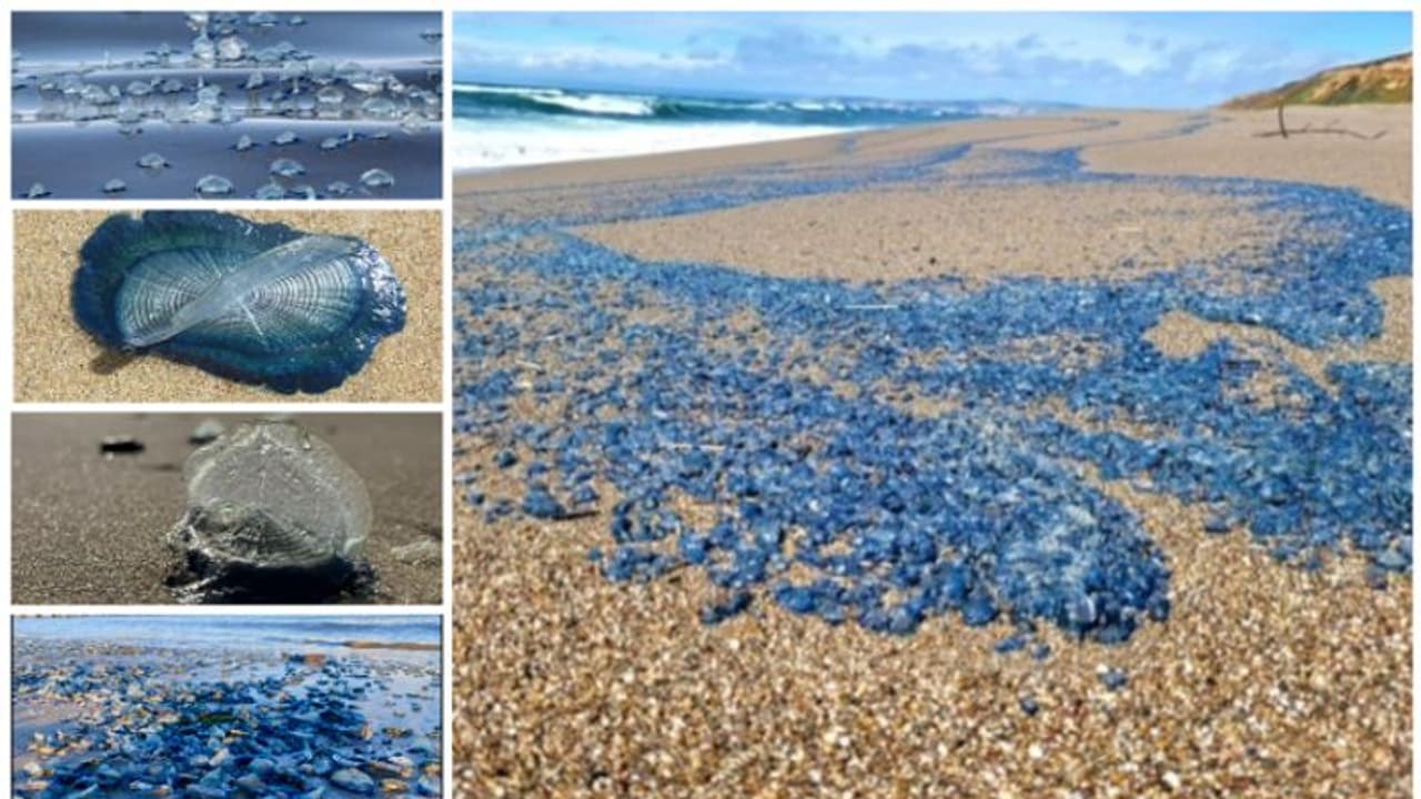 നീല ശംഖുപുഷ്പം വിരിച്ചപ്പോലെ....; കാലിഫോര്‍ണിയയുടെ തീരം നിറഞ്ഞ് വെല്ലെല്ല വെല്ലെല്ലകള്‍ 