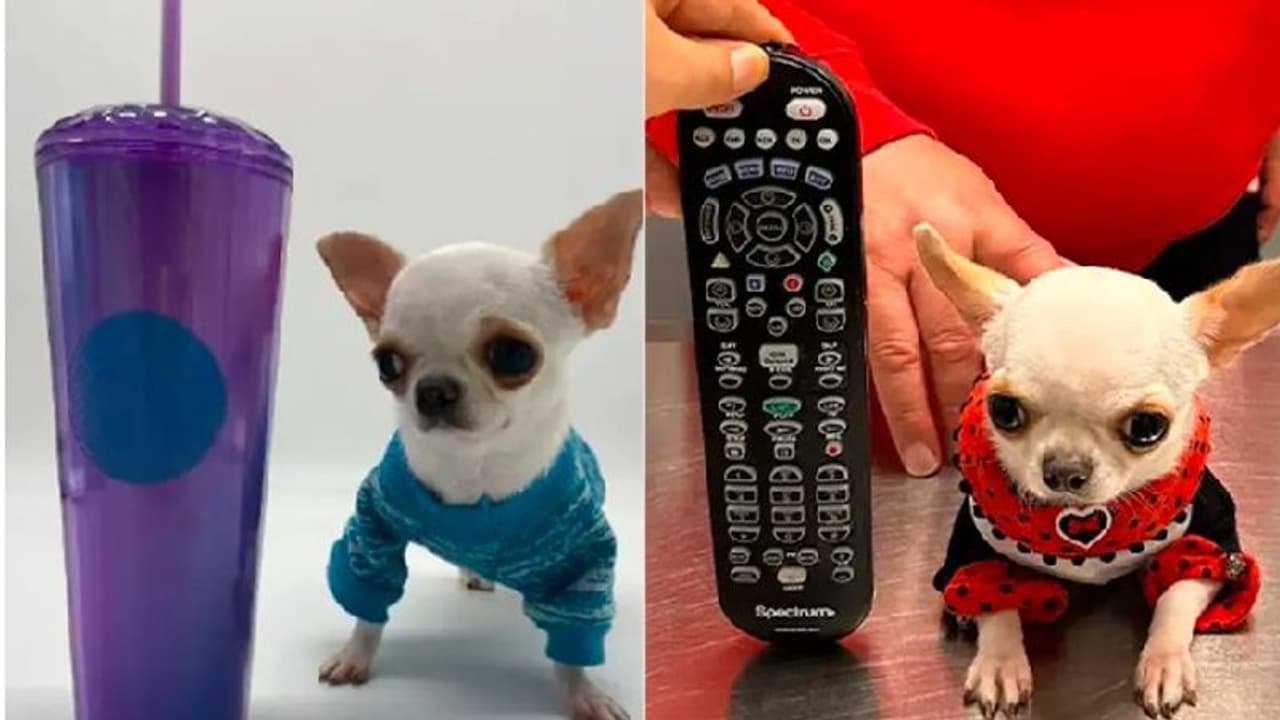 ಟಿವಿ ರಿಮೋಟ್‌ಗಿಂತಲೂ ಸಣ್ಣ... ಇದು ವಿಶ್ವದ ಅತ್ಯಂತ ಪುಟಾಣಿ ನಾಯಿ