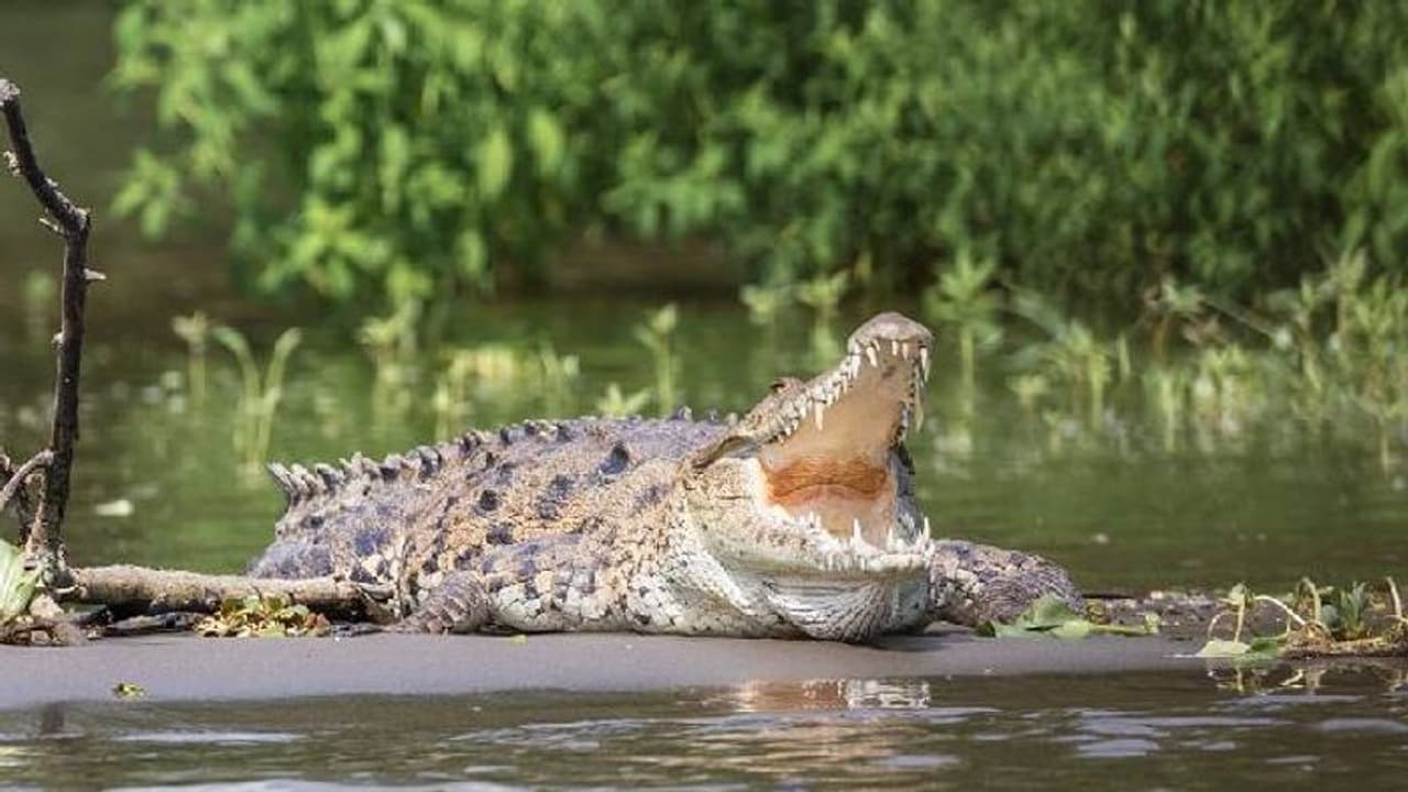 വീടിന്റെ ടോയ്‌ലറ്റിൽ ഭീമാകാരൻ മുതല; ഞെട്ടിത്തരിച്ചു വീട്ടുകാർ