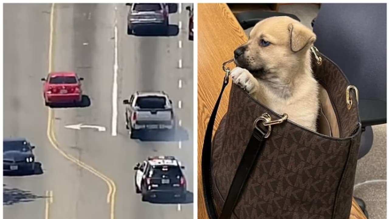 160 കിമി. വേഗതയില്‍ രണ്ട് മണിക്കൂര്‍ കാര്‍ ചേയ്സ്; കാറില്‍ നിന്നും പുറത്തേക്ക് എറിഞ്ഞത് പട്ടിക്കുട്ടിയെ 